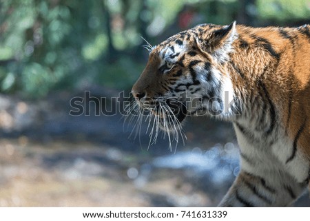 Close-up of a siberian Tiger. Siberian tiger (Panthera tigris altaica)