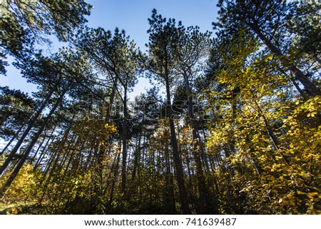 autumn forest background 