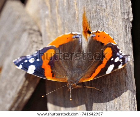 big beautiful butterfly basking in the sun