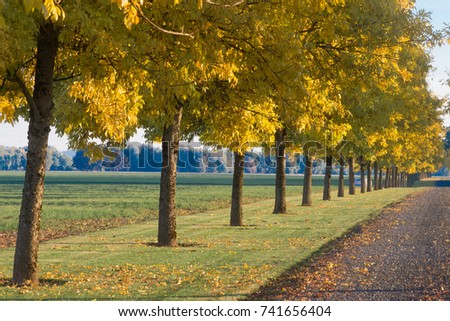 A row of golden trees lines a long driveway.