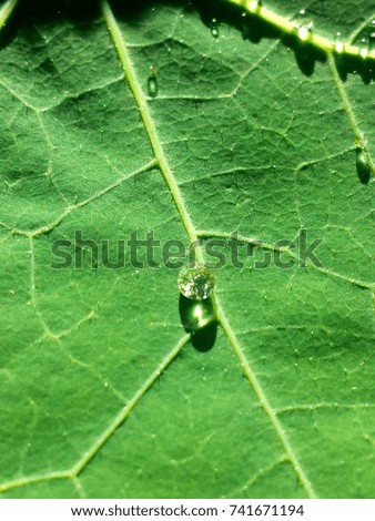 Water pearl on leaf.