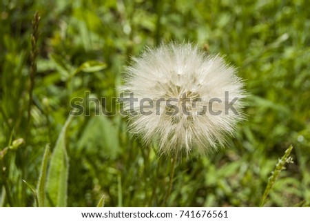 The most wonderful looking Devil Hair Dandelion Pictures of plants