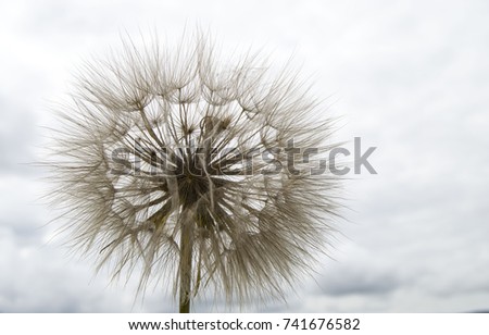 The most wonderful looking Devil Hair Dandelion Pictures of plants