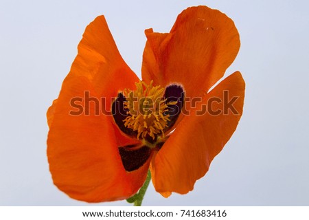 pictures of poppy flowers on white ground,