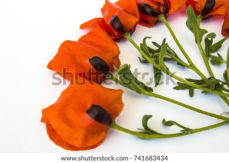 pictures of poppy flowers on white ground,