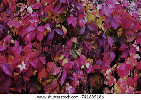 Red autumn leaves of wild grapes hang on fence. Beautiful autumn background from red with shades of leaves as filling symbolic background. sun through leaves; autumn ornament for calendar