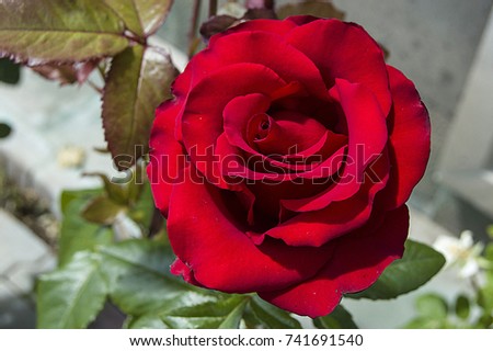 pictures of the most wonderful and natural red and pink roses