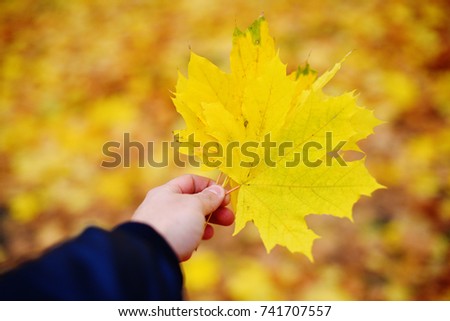 Yellow foliage in hand. Autumn mode in life