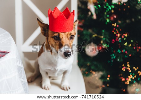 Festive jack russell dog in red paper crown sits near Christmas tree, poses at camera. Symbol of New Year. Small pet poses against decorated New Year tree. Terrier with sad expression