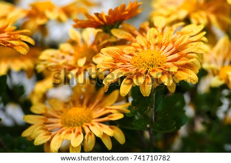 Chrysanthemum flowers grow outdoors in the fall on a sunny day