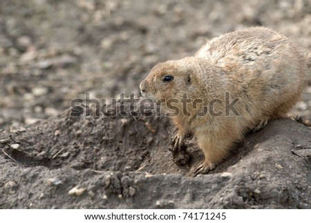 Prairie Dog at the entrance to its hole