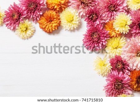 pink chrysanthemums on white wooden background