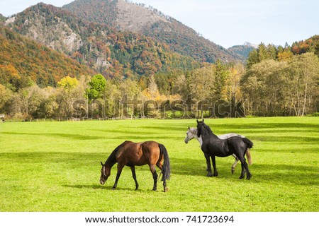 Horses on the green field in austrian alps. Autumn landscape