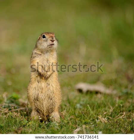 Ground squirrel (Spermophilus pygmaeus)standing in the grass.