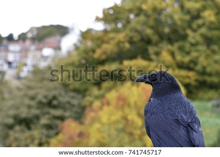 A raven looking pensively with a park during autumn in the background