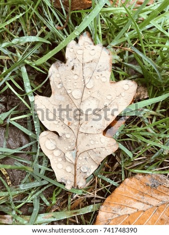 Autumn oak leaf with water droplets