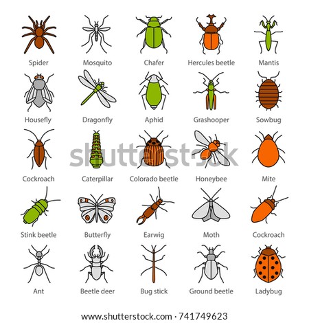 PHASMID Stock Vector Images - Avopix.com