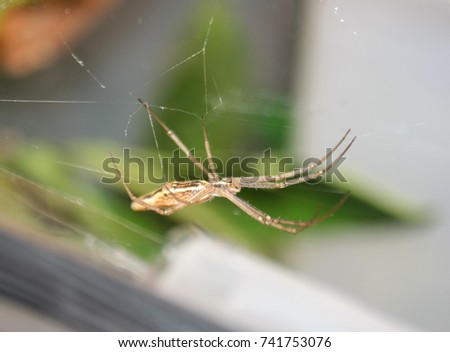 A side view of a Net-casting Spider also known as Stick Spider, Web-throwing Spider and Ogre-face Spider. This photo was taken in Brisbane, Australia. 
