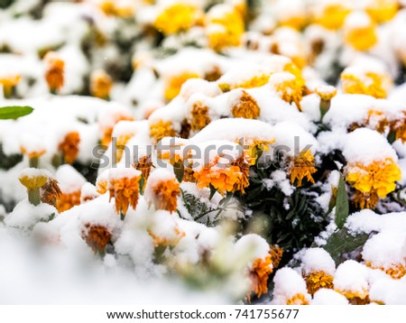 First snow in the city. A flowers blooming is covered with snow. sharp frosts. fabulous light and colorful picture.