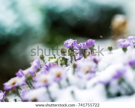 First snow in the city. A flowers blooming is covered with snow. sharp frosts. fabulous light and colorful picture.