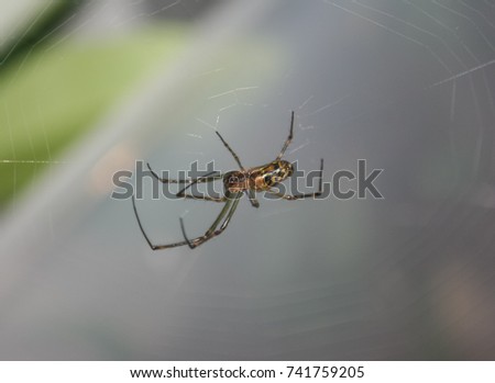 Leucauge venusta, known as the orchard spider, is a long-jawed orbweaver spider. This photo was taken in Brisbane, Australia. 