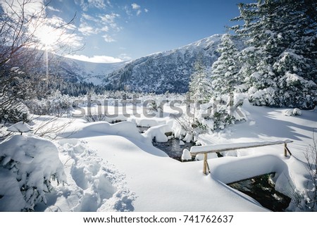 Scenic image of spruces tree. Frosty day, wintry weather. Location Carpathian, Ukraine Europe. Ski resort. Great picture of wild area. Explore the beauty of earth. Fabulous wallpapers. Happy New Year