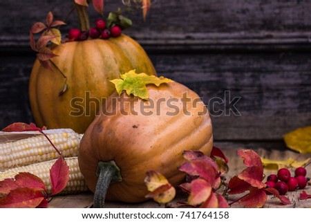 Pumpkin, Squash. Happy Thanksgiving Day Background. Harvest.