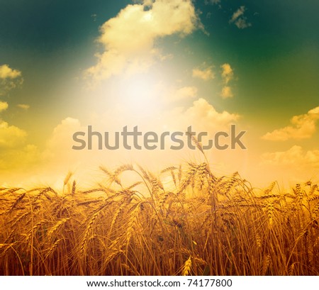  Yellow meadow under blue sky with clouds