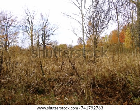 Quebec swampland in autumn colors