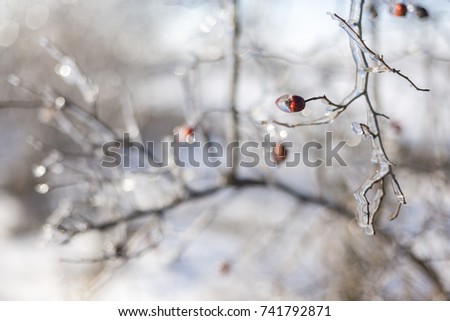 Winter fairy tale, Iced Trees, winter morning