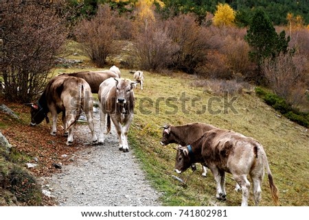Cattles roamed in the country road all the way down to valley in Pyrenees