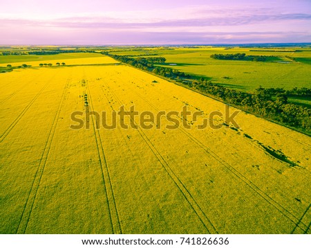 Canola field at glowing sunset in Australia - aerial view