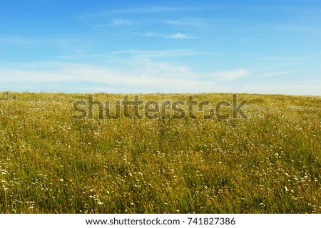 Rural landscape camomile field