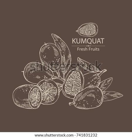 Background with kumquat: branch with kumquat. Vector hand drawn illustration
