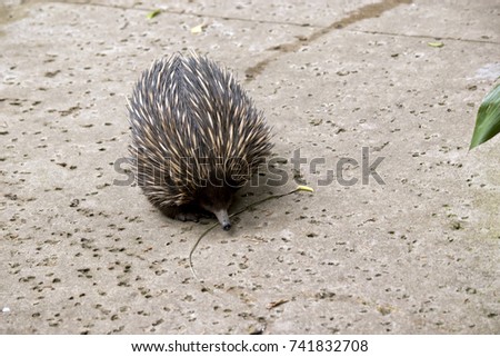 the echidna is searching for ants
