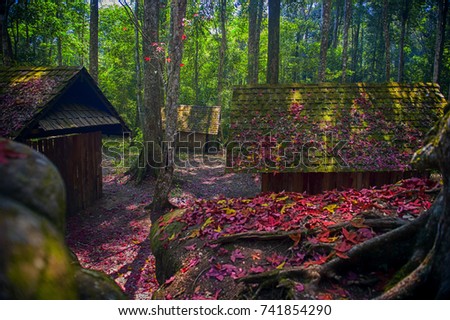 Maple leaves fall on the ground and cottage, autumn-colored foliage at Political And Military School at Phu Hin Rong Kla National Park. Thailand
