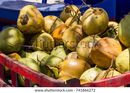 Group of coconuts for selling in the local market of Bali / Fresh coconuts 
