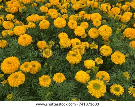 the American Marigolds in flower garden