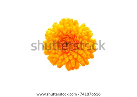 Pot marigold ,calendula flower

