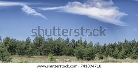 Beautiful landscape. View of pine forest on blue sky with clouds background. 