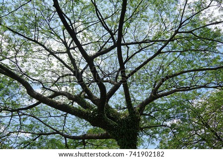  Old Tree against blue sky                              