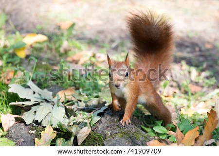 little red squirrel sitting on ground covered with fall dry leaves