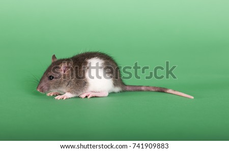 studio portrait of baby rat on green background