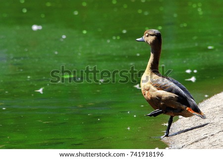 Duck standing in one leg