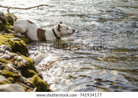 dog breed pit bull dives in a cold river