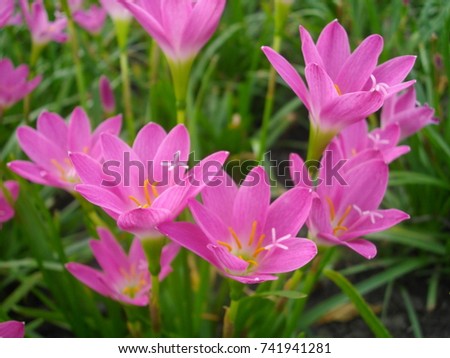 Zephyranthes Lily or rain Lily. Picture in vintage and retro tone.