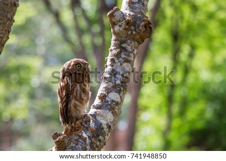 Cute Owl and Its own wildlife