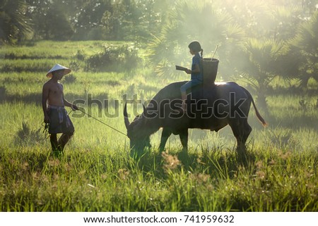 Daughter and dad this is lifestyle of family farmer  in this pic. Traditional life of famer in countryside Thailand. Education of child on the back buffalo  in  rice field.
