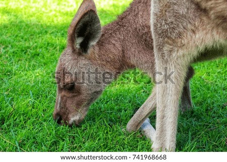 a hungry kangaroo eats green grass