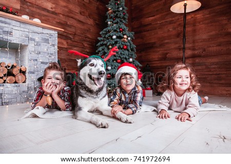 Beautiful children play with the dog of breed Husky New Year interior with Christmas tree and fireplace